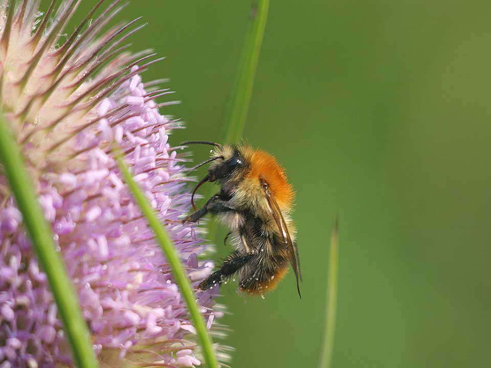 hommel_2018_Hortus_Harderwijk_natuur_milieu-educatie_CT hommel_2018_Hortus_Harderwijk_natuur_milieu-educatie_CT