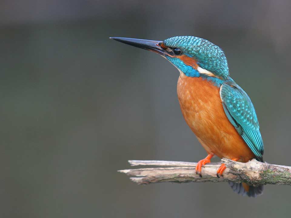 ijsvogel_2018_Hortus_Harderwijk_natuur_milieu-educatie_CT ijsvogel_2018_Hortus_Harderwijk_natuur_milieu-educatie_CT