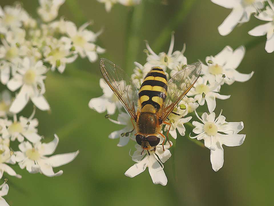 wesp_natuurtuin_2018_Hortus_Harderwijk_natuur_milieu_educatie_CT wesp_natuurtuin_2018_Hortus_Harderwijk_natuur_milieu_educatie_CT