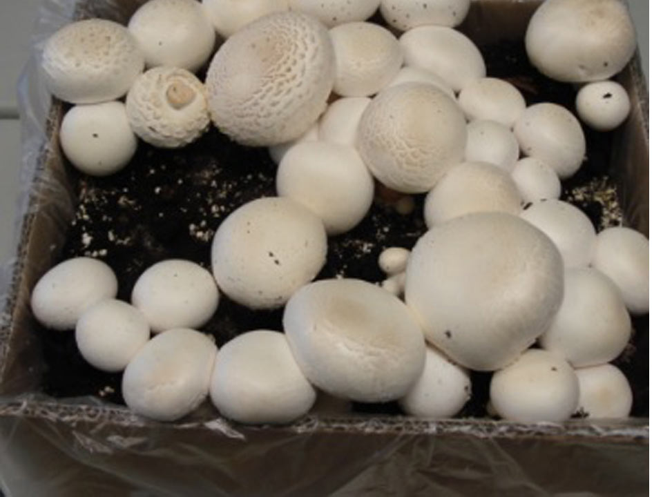 champignons_kweekset_materi champignons_kweekset_materi