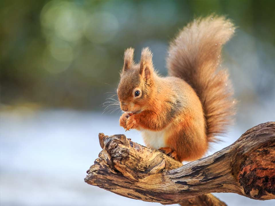 Hortus-Harderwijk_natuur-milieu-educatie_CT-eekhoorn