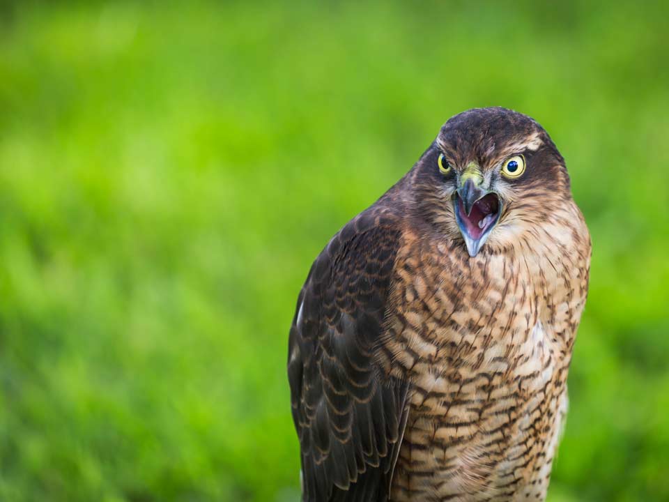 Hortus-Harderwijk_natuur-milieu-educatie_CT-roofvogel-01