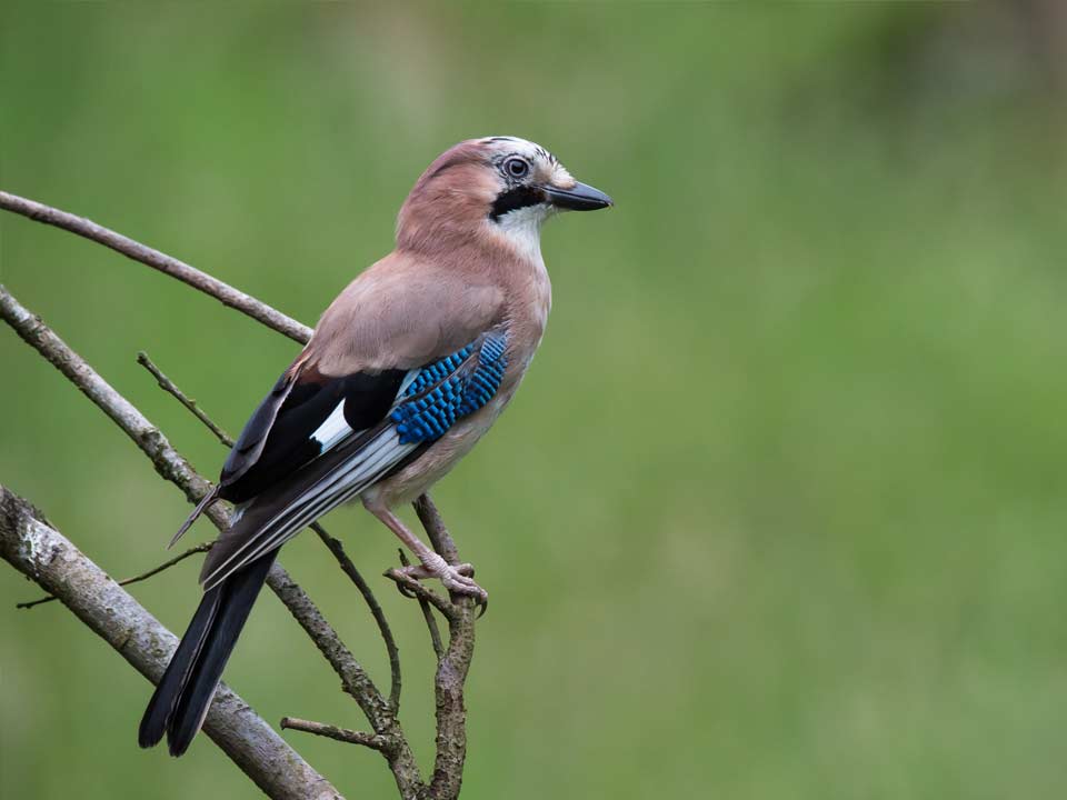 Hortus-Harderwijk_natuur-milieu-educatie_CT-vlaamse-gaai