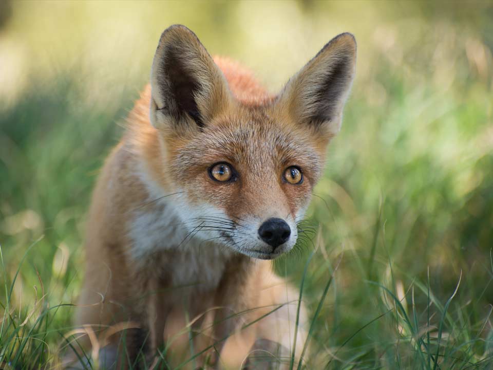 Hortus-Harderwijk_natuur-milieu-educatie_CT-vos