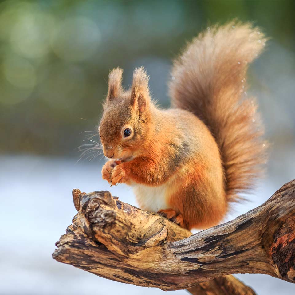 Hortus-Harderwijk_natuur-milieu-educatie_SQ-eekhoorn