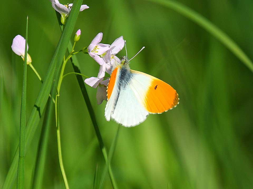 oranje-vlinder_2018_Hortus_Harderwijk_natuur_milieu-educatie_CT