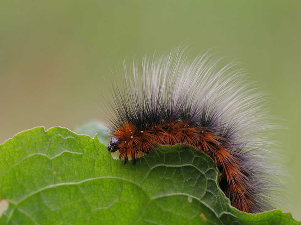 rups_2018_Hortus_Harderwijk_natuur_milieu-educatie_CT