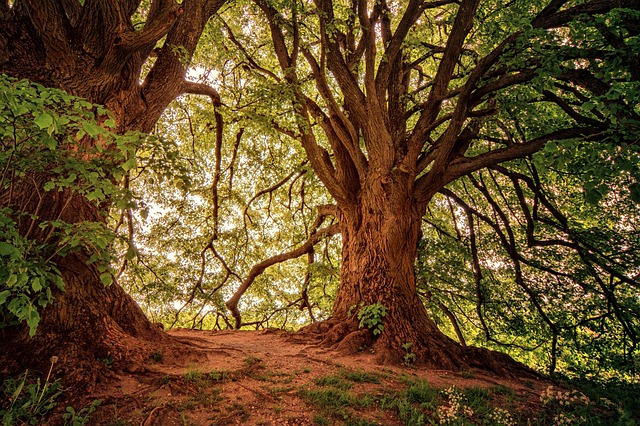 Bomen