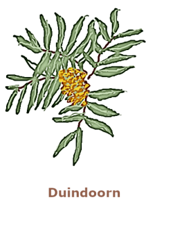 duindoorn