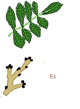 es