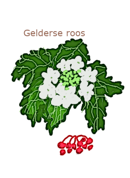 gelderseroos