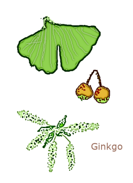 ginkgo