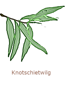 knotschietwilg