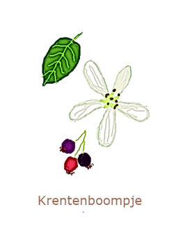 krentenboompje