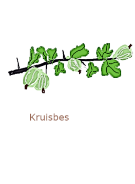 kruisbes