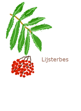 lijsterbes