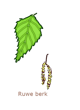 ruwe berk