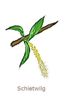 schietwilg