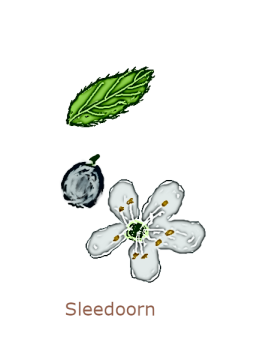 sleedoorn