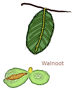 walnoot