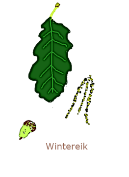 wintereik