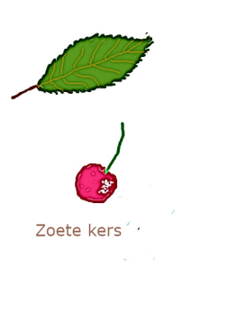 zoete kers