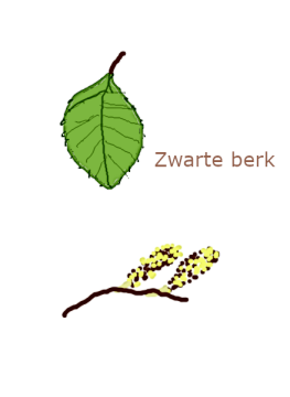 zwarte berk