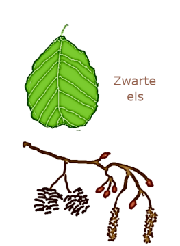 zwarte els