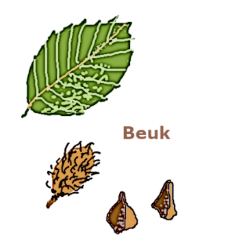 beuk