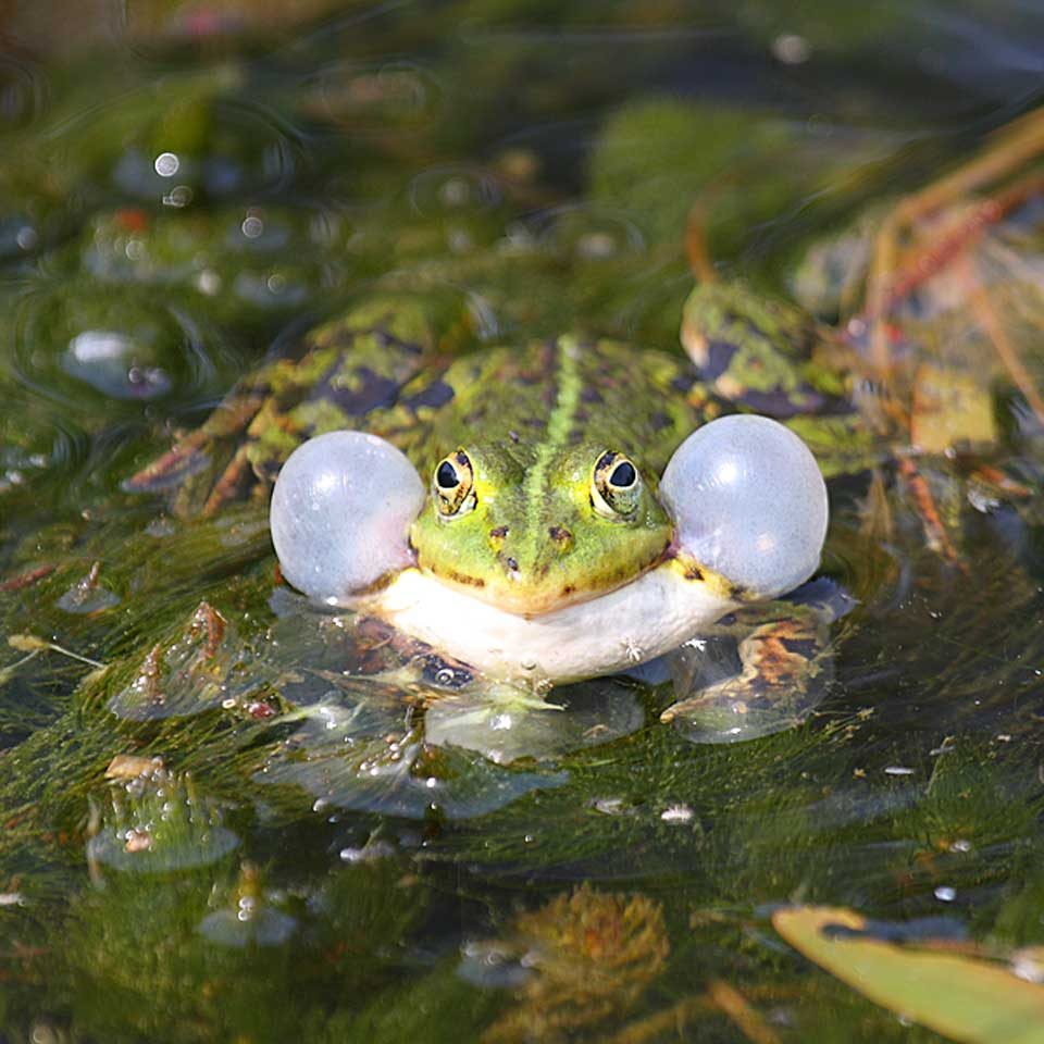 kikker_vijver_natuurtuin_2018_Hortus_Harderwijk_natuur_milieu_educatie_SQ